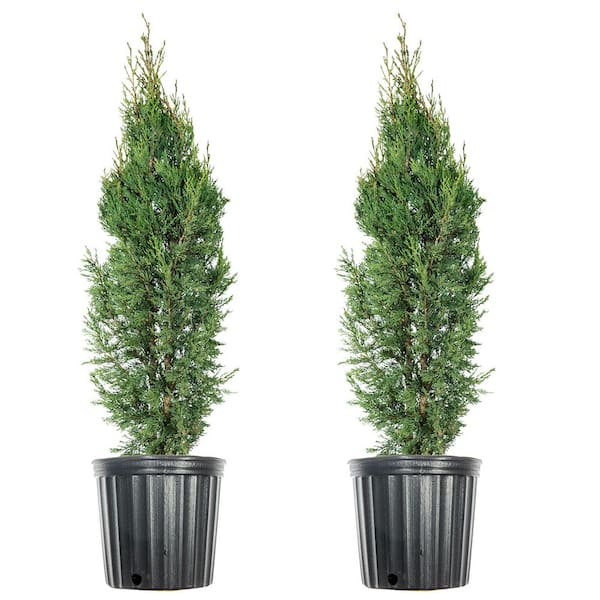 Unbranded 4 ft. - 5 ft. Italian Cypress (2-Pack)