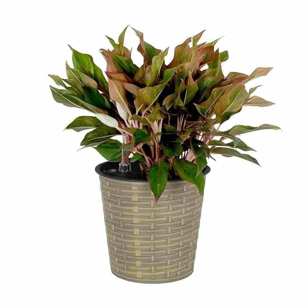 "13.4"" Self-watering Plastic Decor Round Planter in Natural" price history on PriceWatchPro