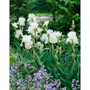 Immortality Reblooming Iris White Live Bareroot Flowering Perennial Plant (5-Pack)