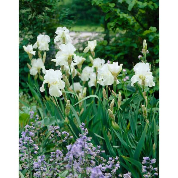 Breck's Immortality Reblooming Iris White Live Bareroot Flowering Perennial Plant (5-Pack)
