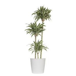 United Nursery 10 in. Dracaena Lemon Lime Plant in White