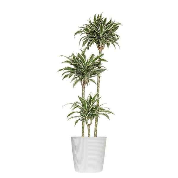 10 in. Dracaena Warneckii Plant Compacta in White Decor Pot