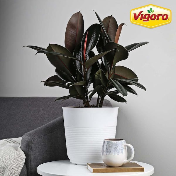 terugbetaling Cursus breken Vigoro 10 in. Ficus Burgundy Rubber Plant in White Plastic Deco Pot FY1PDP  - The Home Depot