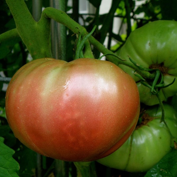 Bonnie Plants 2.32 Qt. Tomato-Cherokee Purple Heirloom 0261 - The