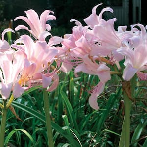 Lycoris Squamigera Set of 3 Bulbs