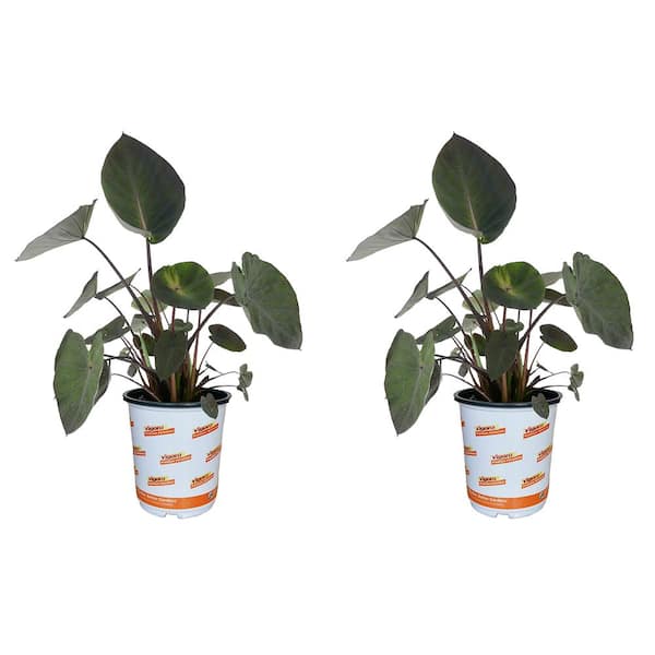 Vigoro 2.5 QT Alocasia Dark Star Annual Plant with No Flowers - 2 Pack