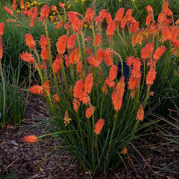 Spring Hill Nurseries 2 Qt. Red Hot Poker Poco Orange Plant with Orange  Blossoms in Grower pot 1004623313 - The Home Depot