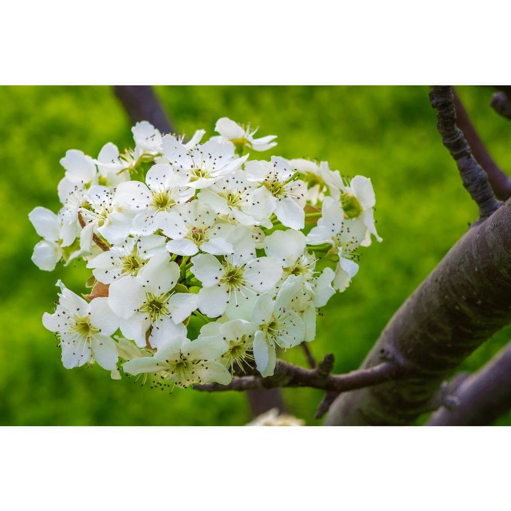 Online Orchards Red Bartlett Pear Tree (Bare-Root, 3 ft. to 4 ft. Tall, 2-Years Old)