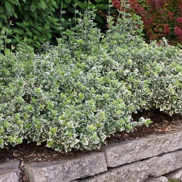 PROVEN WINNERS 4.5 in. qt. White Album Wintercreeper (Euonymus
