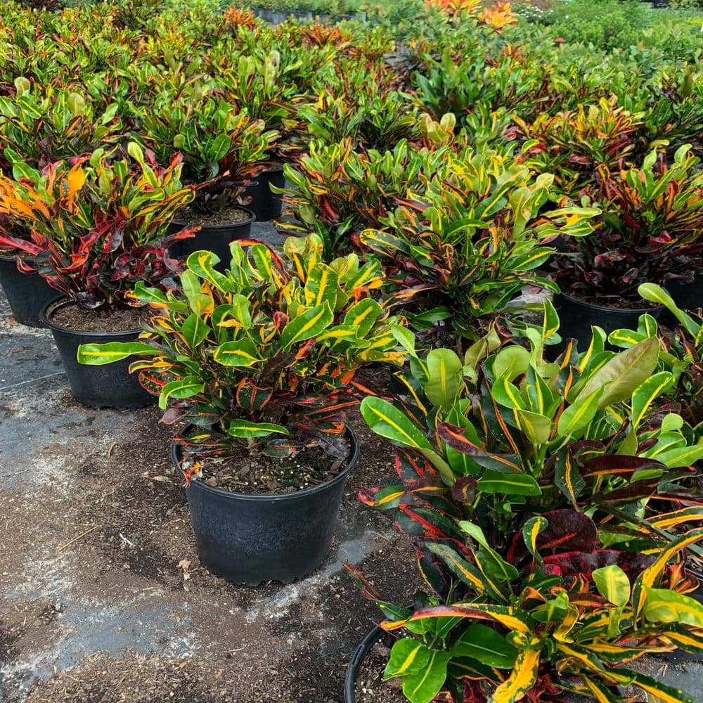 OnlinePlantCenter Live Foliage Plant in Pot