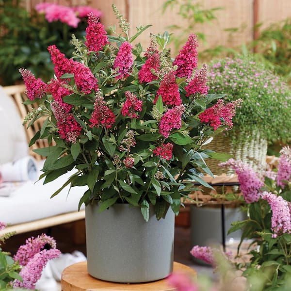 2.5 qt. Lil' Raspberry Butterfly Bush (Buddleia) Live Shrub Plant, Magenta Pink Flowers