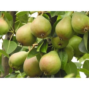 3 ft. Bartlett Pear Tree with Large Golden Self Pollinating Fruit