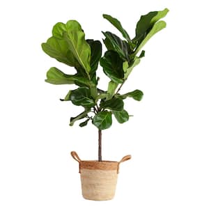 Ficus Lyrata Fiddle Leaf Fig Indoor Plant in 10 in. Decor Basket Planter, Average Shipping Height 3-4 ft. Tall