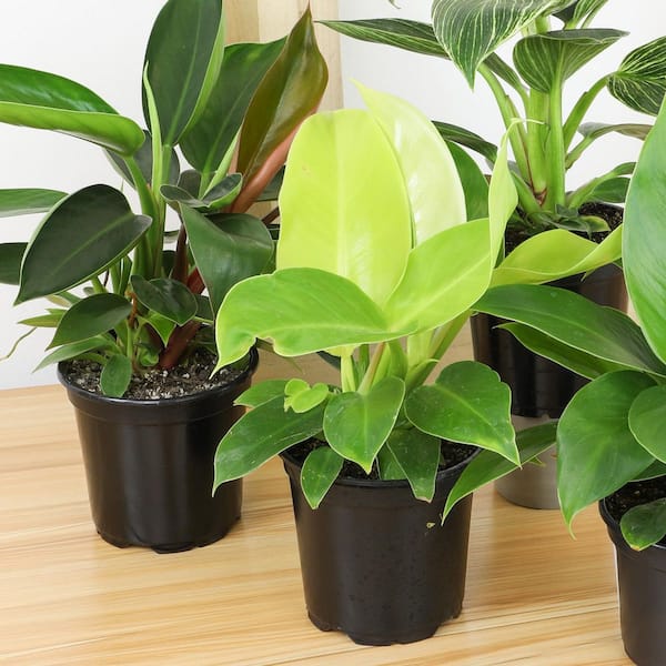 ALTMAN PLANTS Clean Air Philodendron Plant (3-Pack), Easy Live Indoor Plants, Approx. 9 in. Tall, Real Houseplants, 4.25 in. Pots