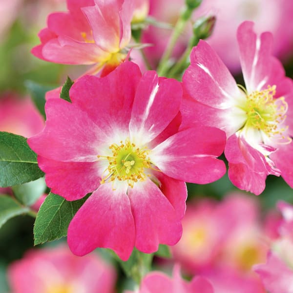 Drift 3 Gal. Drift Rose with Pink Flowers HD2631 - The Home Depot