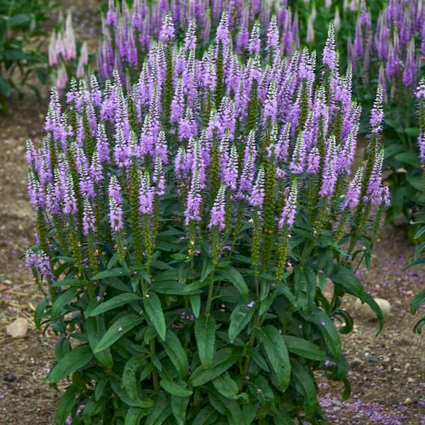 1 Gal. Pot, Lavender Lightsaber Speedwell Veronica Flowering Perennial Plant (1-Pack)