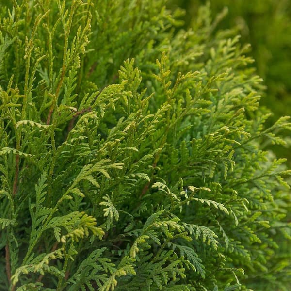 thuja 1m kaufen Thuja "Smaragd" (80 - 100 cm) im groem Topf Sale%