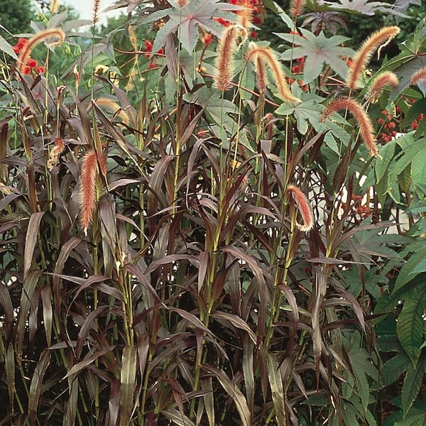 ALTMAN PLANTS 3 Gal. 'Burgundy Giant' Purple Fountain Grass Perennial Plant With Brown Grass