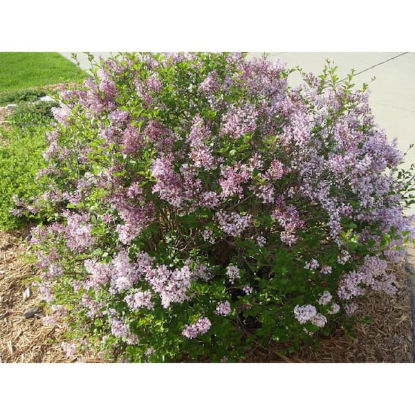 3 Gal. Miss Kim Lilac (Syringa patula) Live Shrub with Lilac-White Flowers
