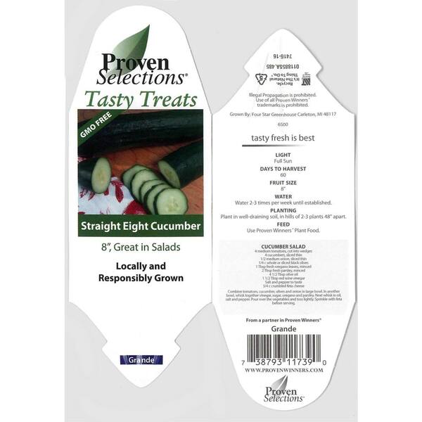 PROVEN WINNERS - 4.25 in. Grande Proven Selections Straight Eight (Cucumber) Live Vegetable Plant, 4-Pack