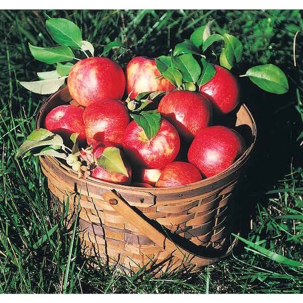 Honeycrisp Organic Apples 2 Lb, Pears, Peaches & Plums