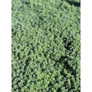 Blue Spruce Stonecrop Spreading Plant (3-Pack)