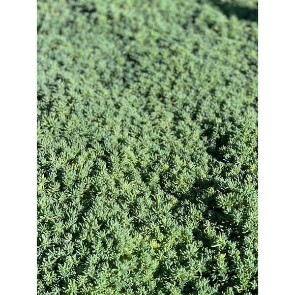 Cesicia Blue Spruce Stonecrop Spreading Plant (10-Pack)
