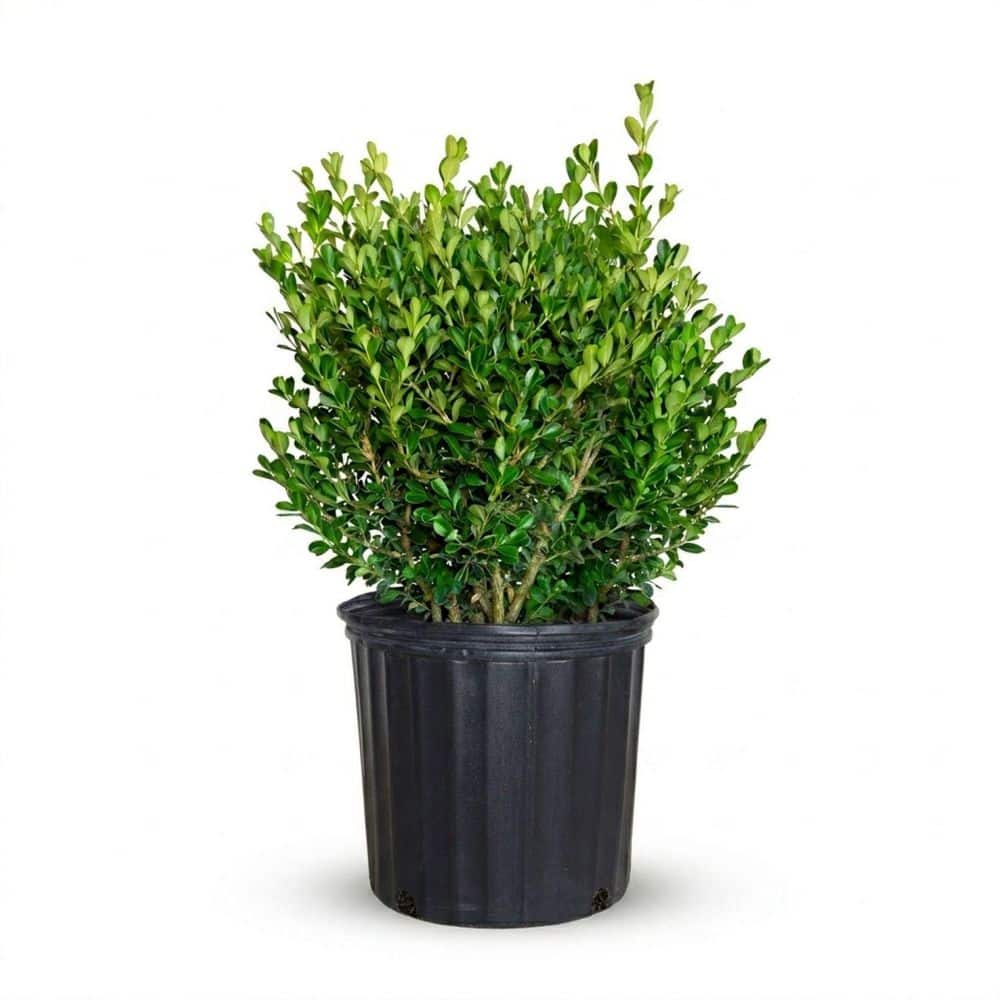 FLOWERWOOD 2.5 Gal. Japanese Boxwood Shrub (Buxus Microphylla