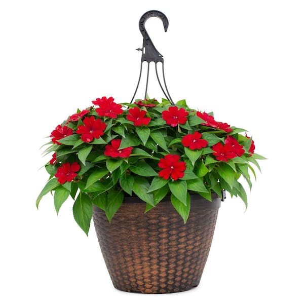 SunPatiens 2 Gal. Compact Deep Red SunPatiens Impatiens Outdoor Annual Plant with Red Flowers in 12 In. Hanging Basket