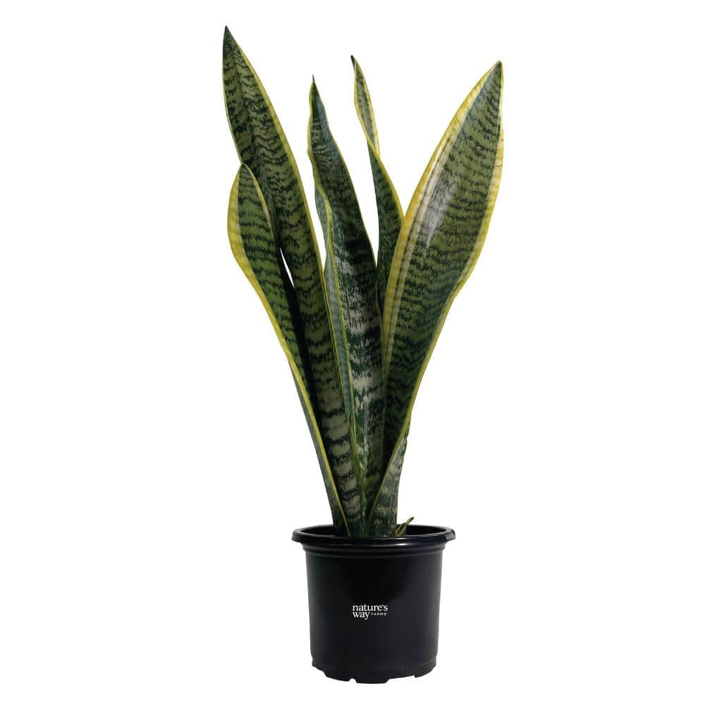 NATURE'S WAY FARMS Sansevieria Laurentii Live Indoor Plant in Growers ...