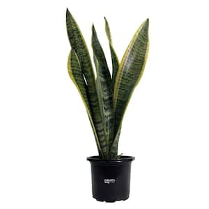 Sansevieria Laurentii Live Indoor Plant in Growers Pot Avg Shipping Height 10 in. Tall