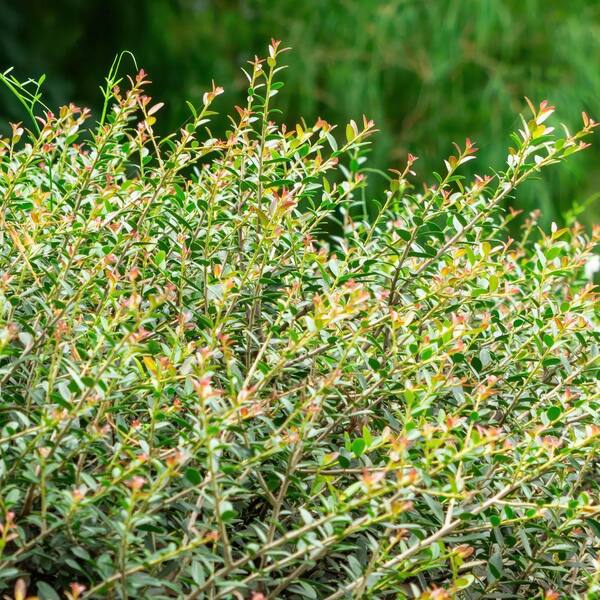 national PLANT NETWORK 1 Gal. Holly Dwarf Yaupon Shrub (40-Pack