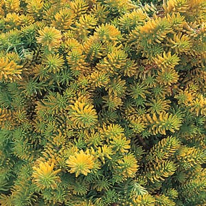 2.5 Qt. Angelina Green and Yellow Sedum Ground Cover Plant