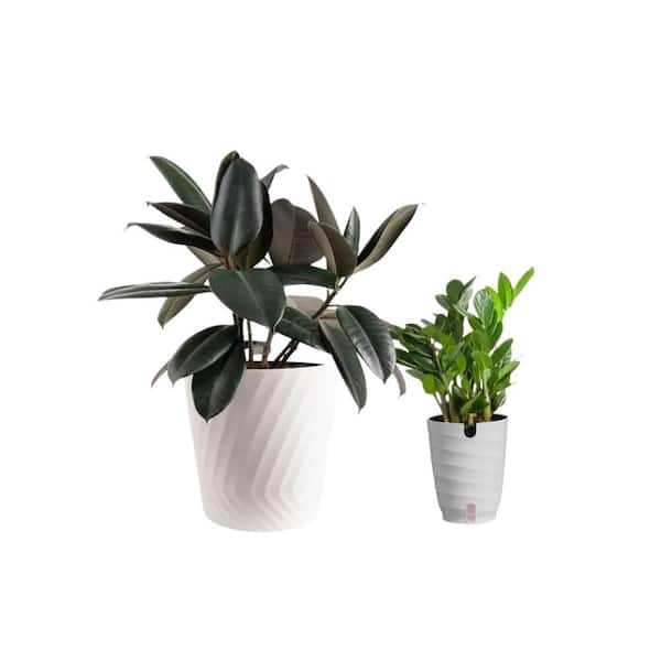 Vigoro 10 in. Rubber Burgundy and 6 in. ZZ Plant in White Decor