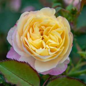 3 Gal. Pot, Life of the Party Floribunda Rose, Live Potted Flowering Plant (1-Pack)