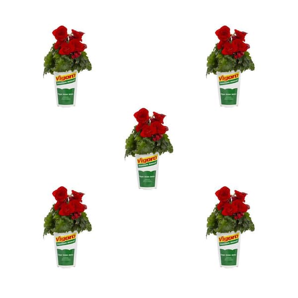 Vigoro 1.5-Pint Begonia BK Bonny Red Annual Plant (5-Pack)
