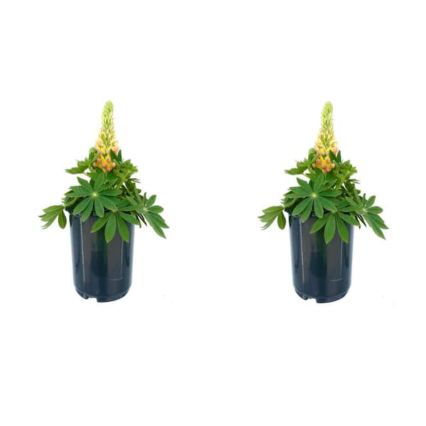 Unbranded 2.5 qt. Lupine p. Staircase Orange Perennial Plant with Orange Flowers (2-Pack)