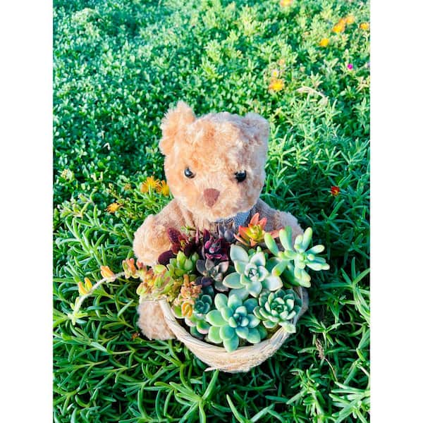 Unbranded Small Bear 10 in. x 8 in. Wicker Soilless Succulent Plant Flower Basket, Beautiful Lightweight Collection of Succulents