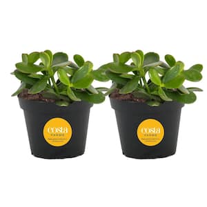 Jade Crassula Indoor Succulent Plants in 4 in. Grower Pot, Avg. Shipping Height 7 in. Tall (2-Pack)