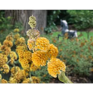 3 gal. Buddleia Honeycomb Shrub with Yellow Flowers