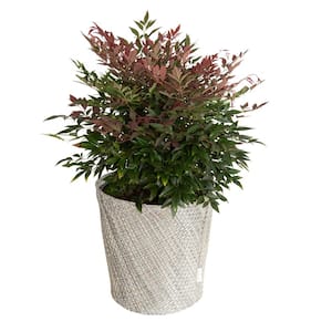 2 Gal. Obsession Nandina with Plant Koo-z Pot Sleeve Cover (Motley Weave)