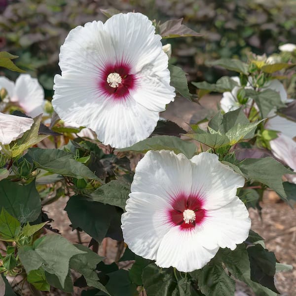 national PLANT NETWORK Bare Root Hibiscus Head Over Heels Dream