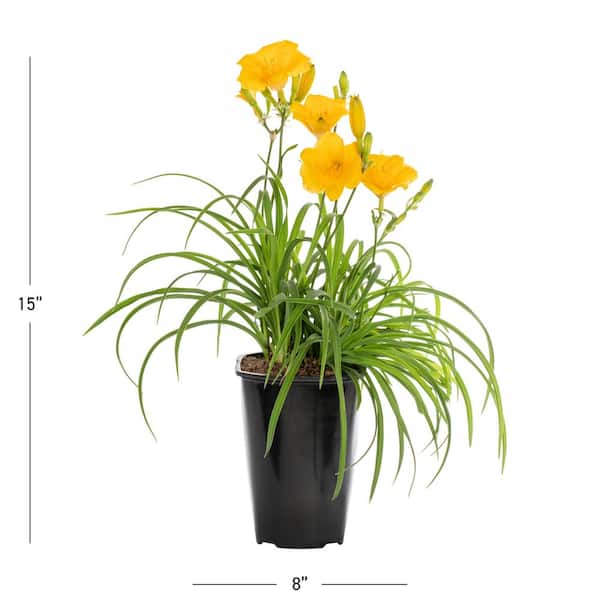 METROLINA GREENHOUSES 2 QT. Yellow Stella D'oro Daylily Perennial