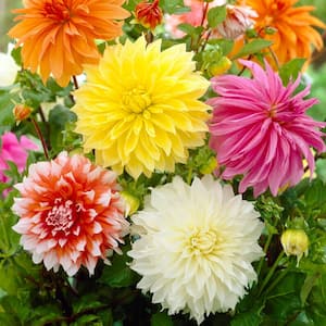 Dahlia Dinnerplate Mixed Live Flower Tubers (Bag of 4)