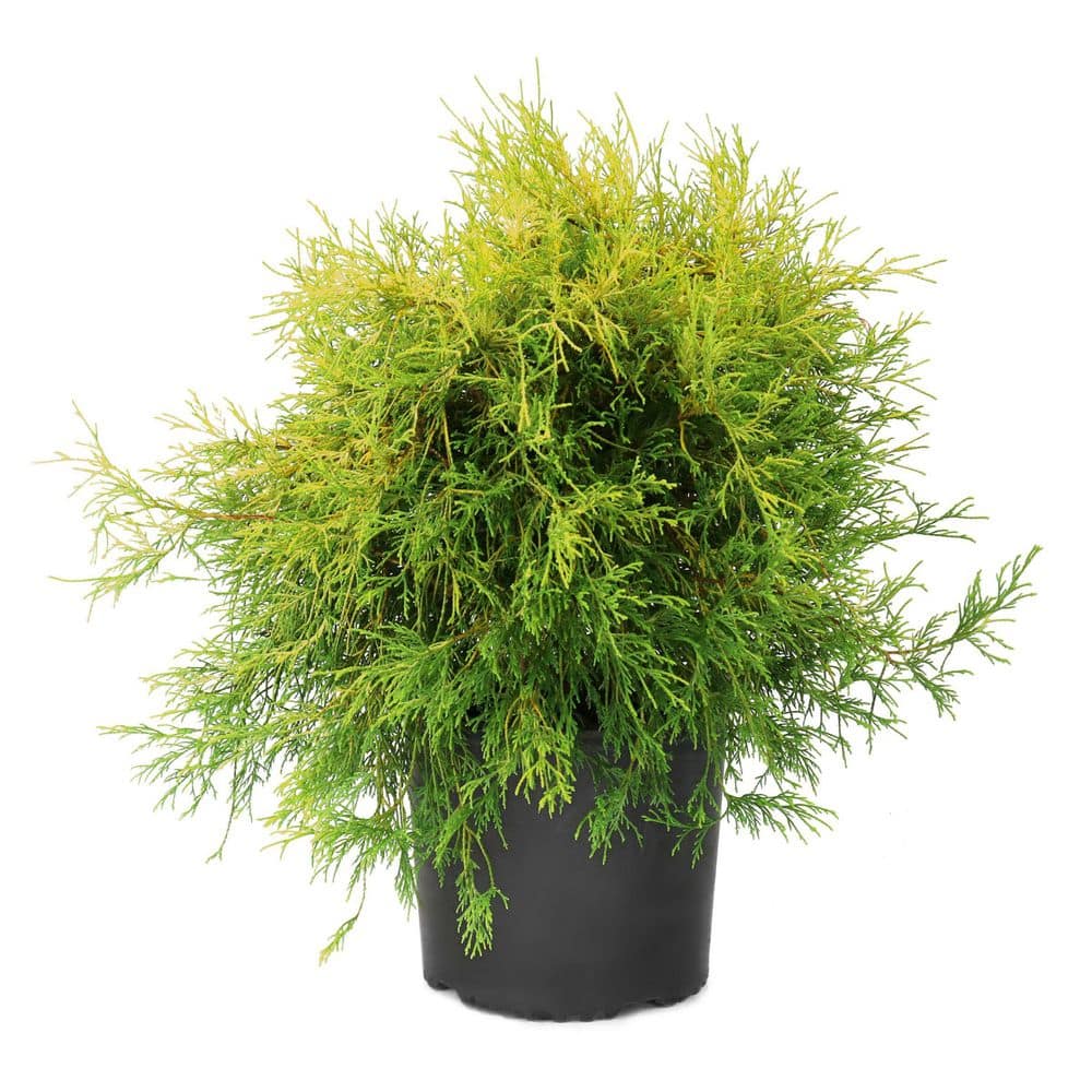 3 gal. Chamaecyparis Kings Gold Shrub price history on PriceWatchPro
