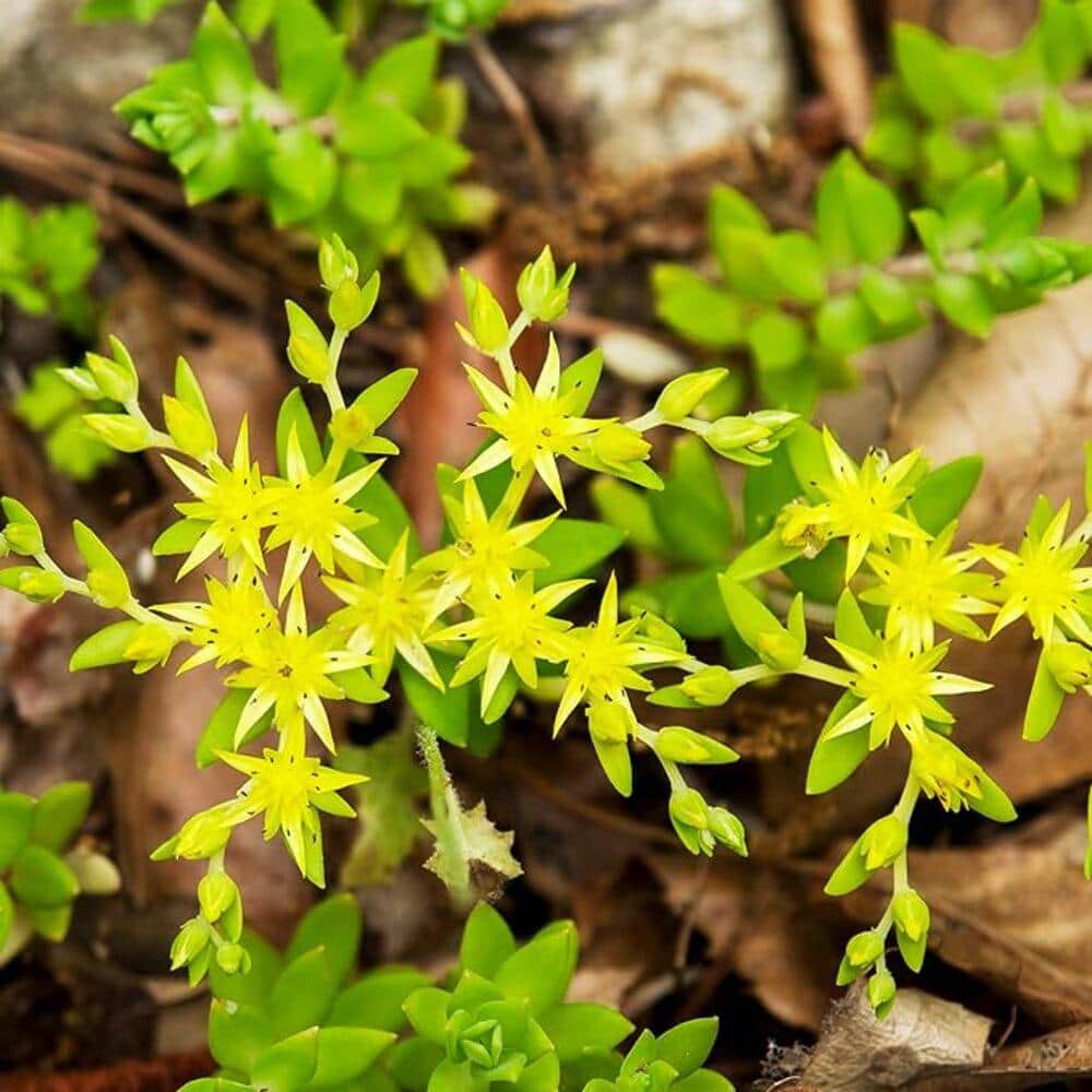 Sedum Sarmentosum Succulent Plant Flower Basket (3-Pack)