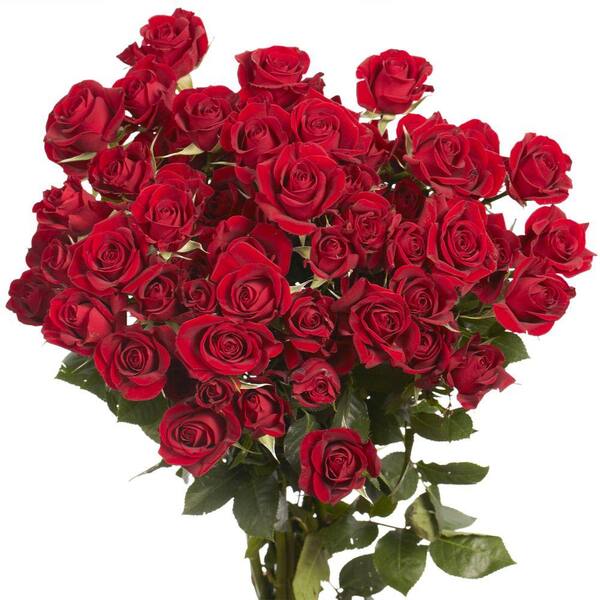 Globalrose Fresh Red Spray Roses (100 Stems - 350 Blooms)