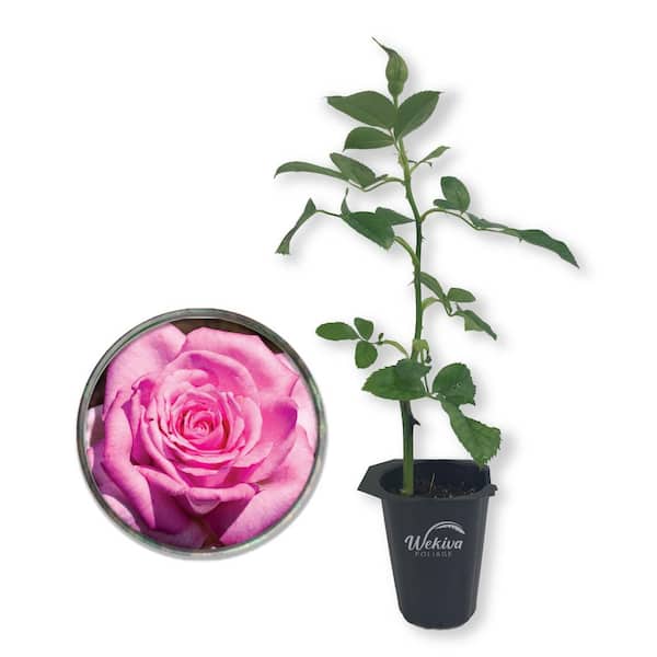 Beverly Rose Bush-Live Starter Plant in a 2 in. Growers Pot-Beautifully Fragrant Hybrid Tea Rose
