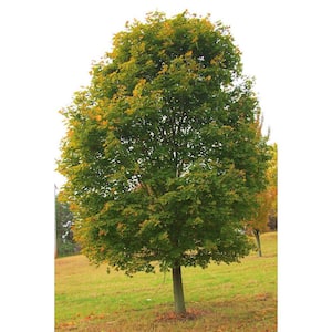 Norway Maple Tree - Among The Most Cold Hardy and Fastest Growing Maples (Bare Root, 3 ft. to 4 ft. Tall)