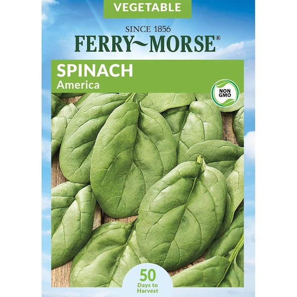 Spinach America Vegetable Seeds